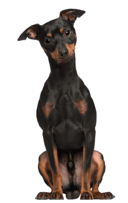 Zwergpinscher (5)