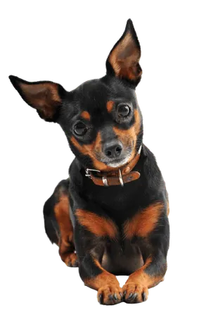 Zwergpinscher