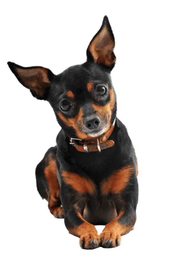 Zwergpinscher Bild