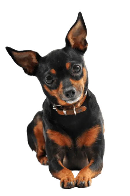 Bild für Zwergpinscher