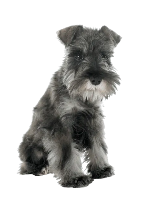 Zwergschnauzer (5)