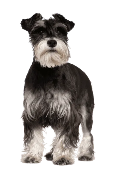 Zwergschnauzer (2)