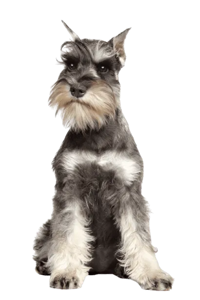 Zwergschnauzer (1)