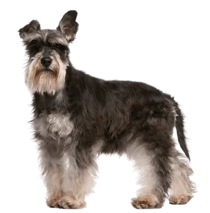Zwergschnauzer (4)