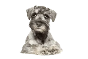 Zwergschnauzer