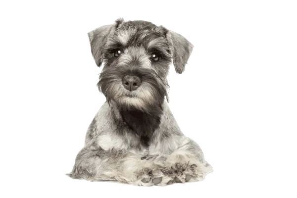 Zwergschnauzer Bild