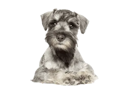 Bild für Zwergschnauzer